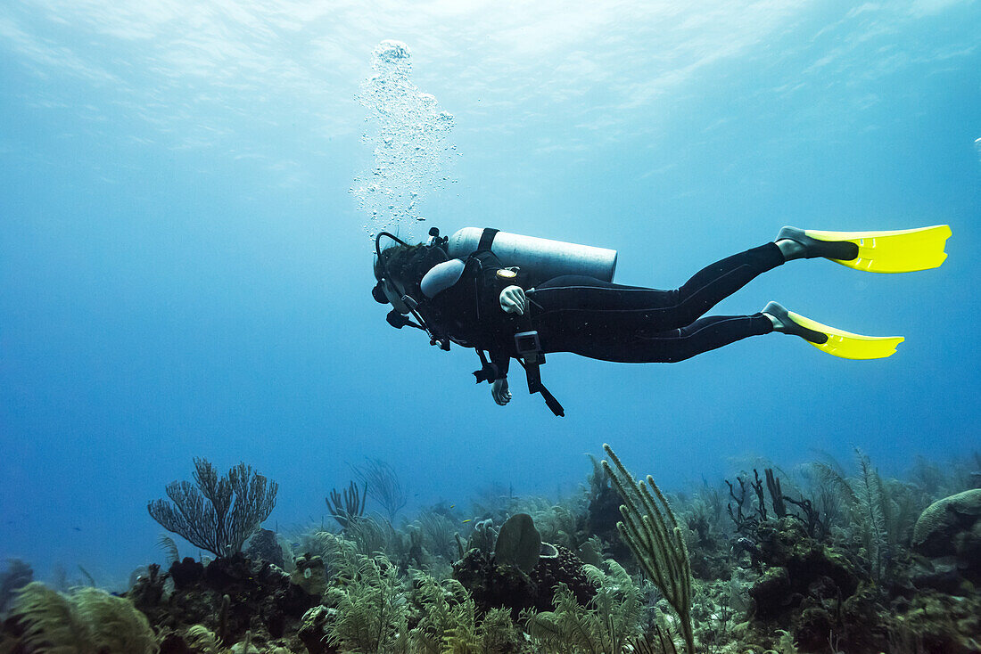 Scuba diver at Joe's Wall Dive Site, Belize Barrier Reef; Belize