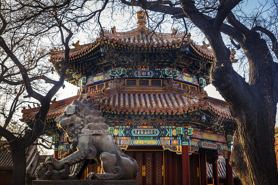 Chinesischer Wächterlöwe am Lama-Tempel, Bezirk Dongcheng; Peking, China.