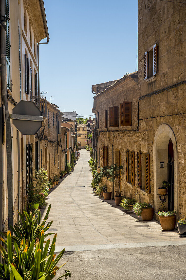 Sonnige schmale Straße, gesäumt von Häusern und dekorativen Pflanzen vor blauem Himmel; Alcudia, Mallorca, Balearen, Spanien.