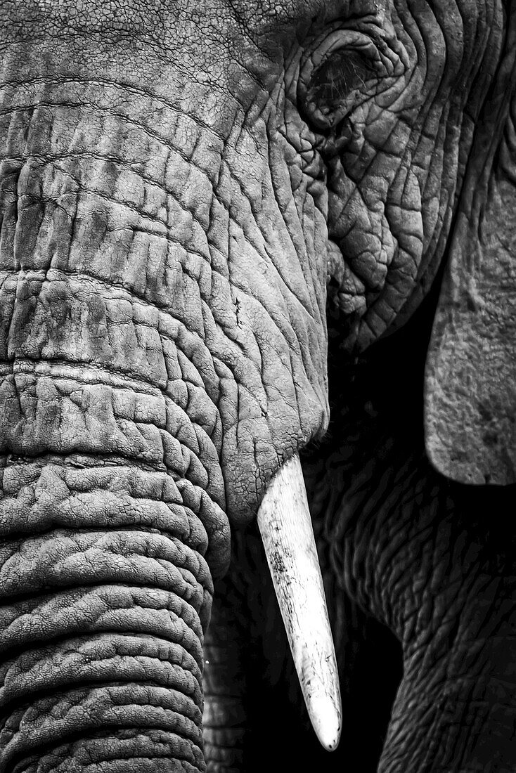 Ein afrikanischer Elefant (Loxodonta africana) starrt in die Kamera und zeigt seine faltige Haut, seinen langen Rüssel, sein linkes Auge und seinen Stoßzahn, Ngorongoro-Krater; Tansania.