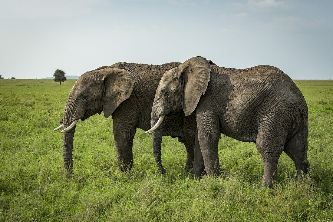 Zwei afrikanische Elefanten (Loxodonta africana) Seite an Seite im üppigen Grasland, Serengeti-Nationalpark; Tansania.