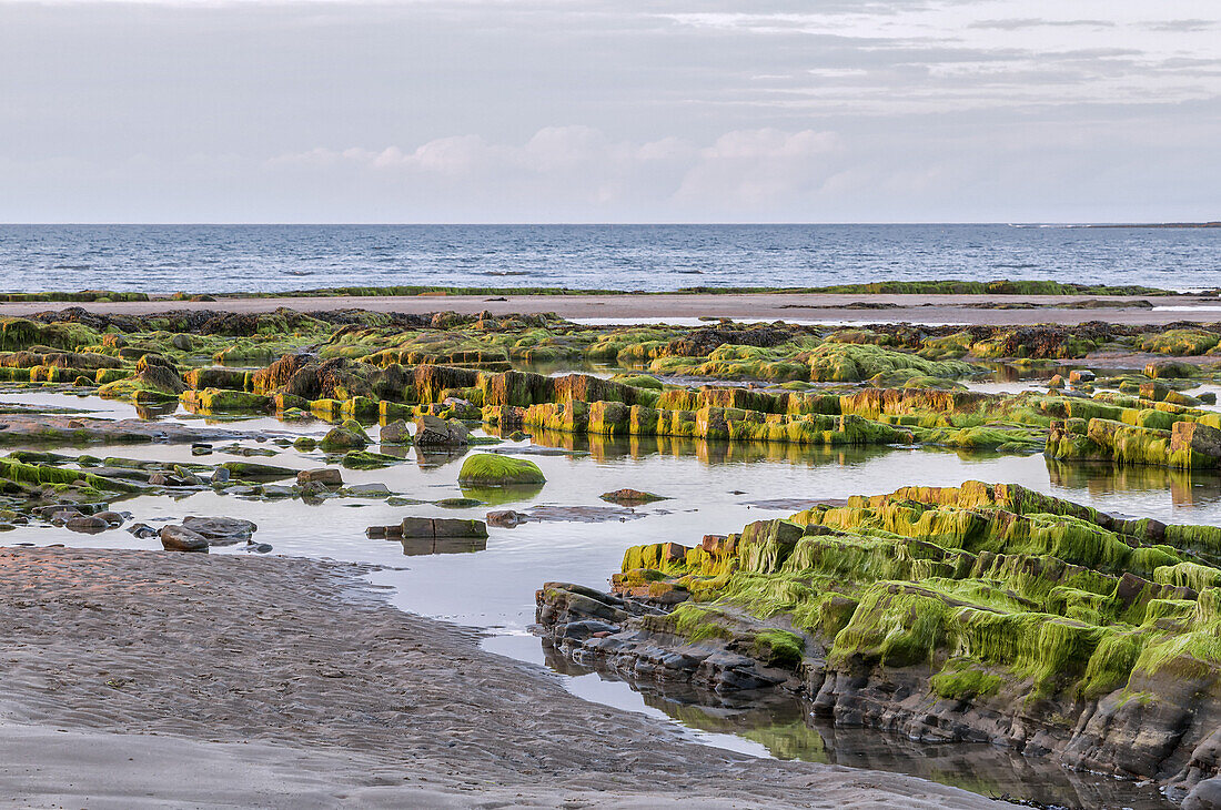 Mit Algen bedeckte Felsen bei Ebbe fangen die Sonne ein, Strand von Amble; Northumberland, England.