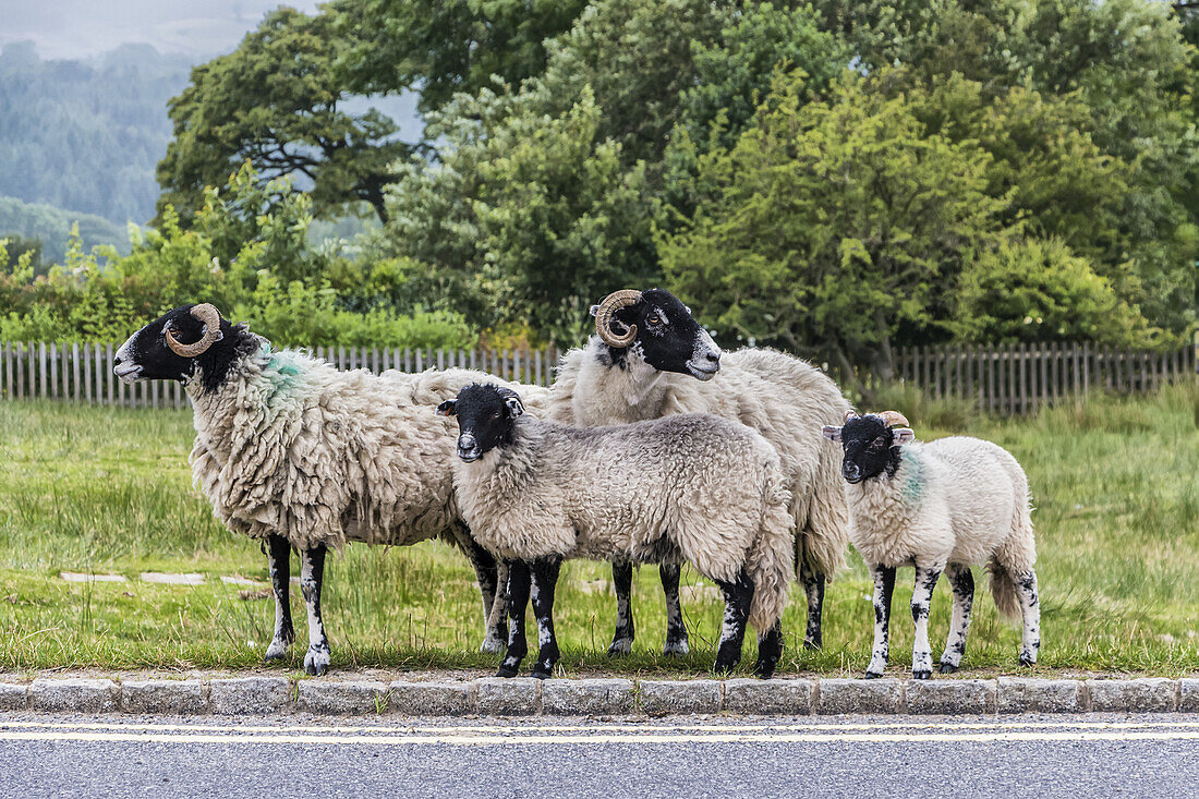 Four sheep looking for traffic on the roadside before crossing; England