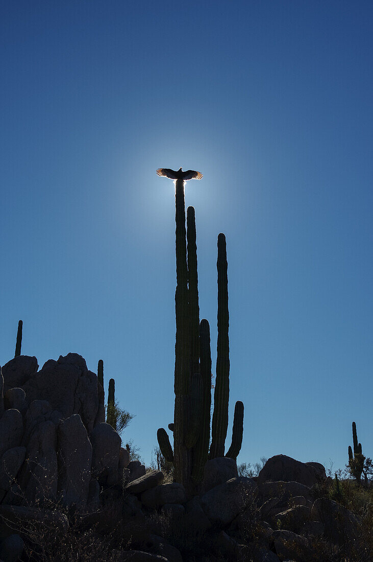 Ein Geier im Gegenlicht der Sonne, der mit geöffneten Flügeln auf einer Kaktuspflanze vor einem blauen Himmel sitzt; Catavina, Baja California, Mexiko.