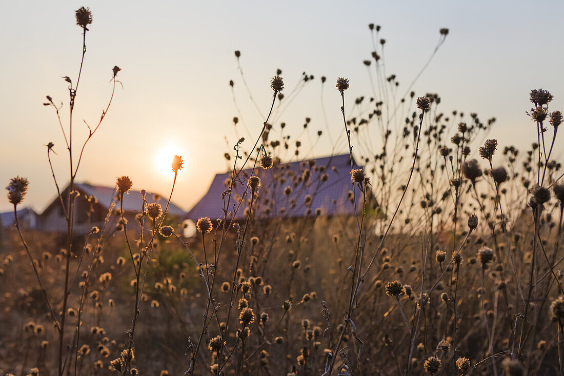 The setting sun over the summer houses in a village with tall grasses in the foreground; Tarusa, Russia