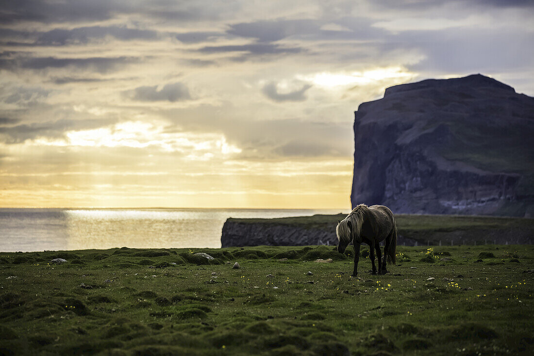 Icelandic horse walking along the ocean at sunset; Hofsos, Iceland