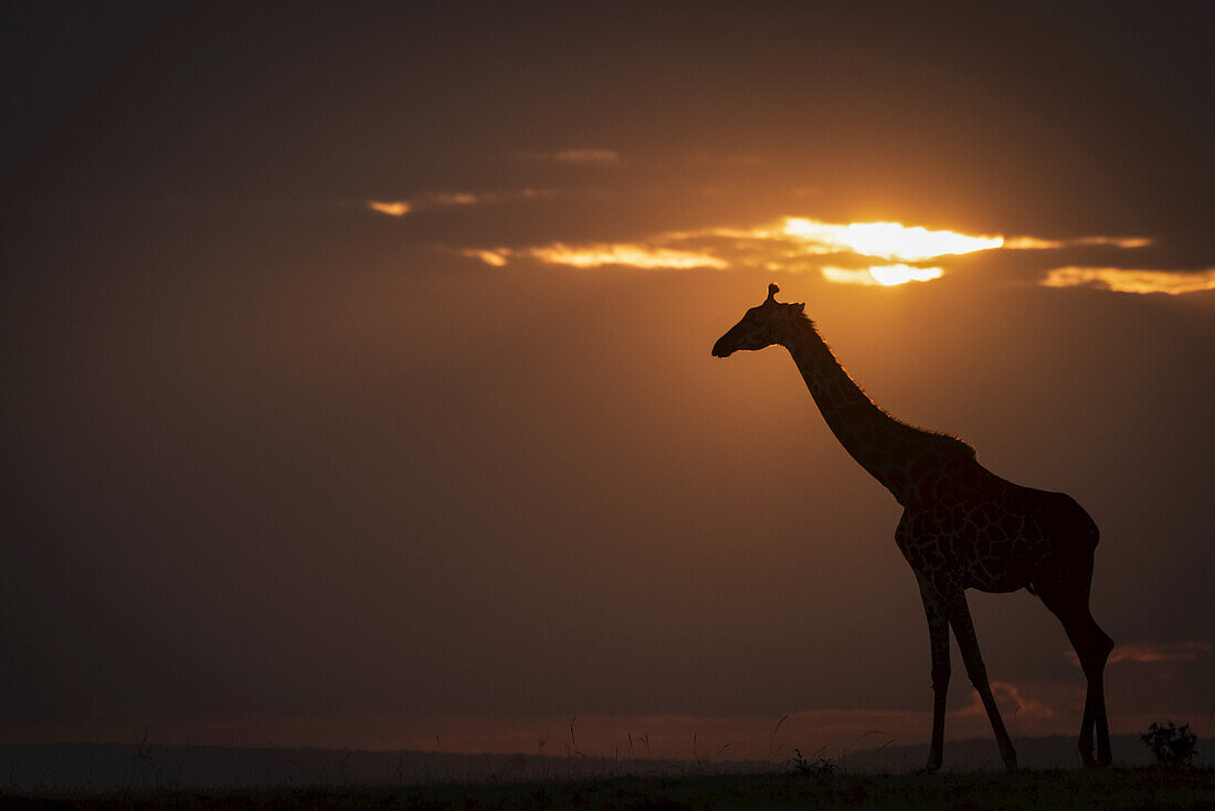 Masai-Giraffe (Giraffa camelopardalis tippelskirchii) im Gegenlicht am Horizont bei Sonnenuntergang, Maasai Mara National Reserve; Kenia.