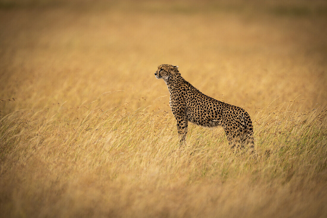 Gepard (Acinonyx jubatus) steht auf einem Hügel im langen Gras, Maasai Mara Nationalreservat; Kenia.