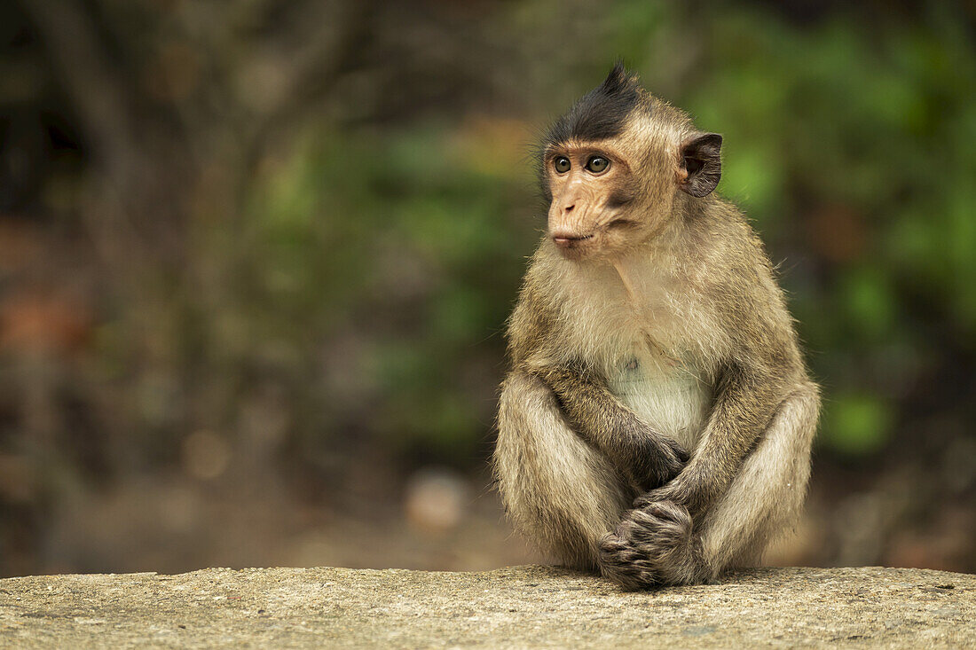 Baby long-tailed macaque (Macaca fascicularis) stares to the left while sitting on a wall; Can Gio, Ho Chi Minh, Vietnam