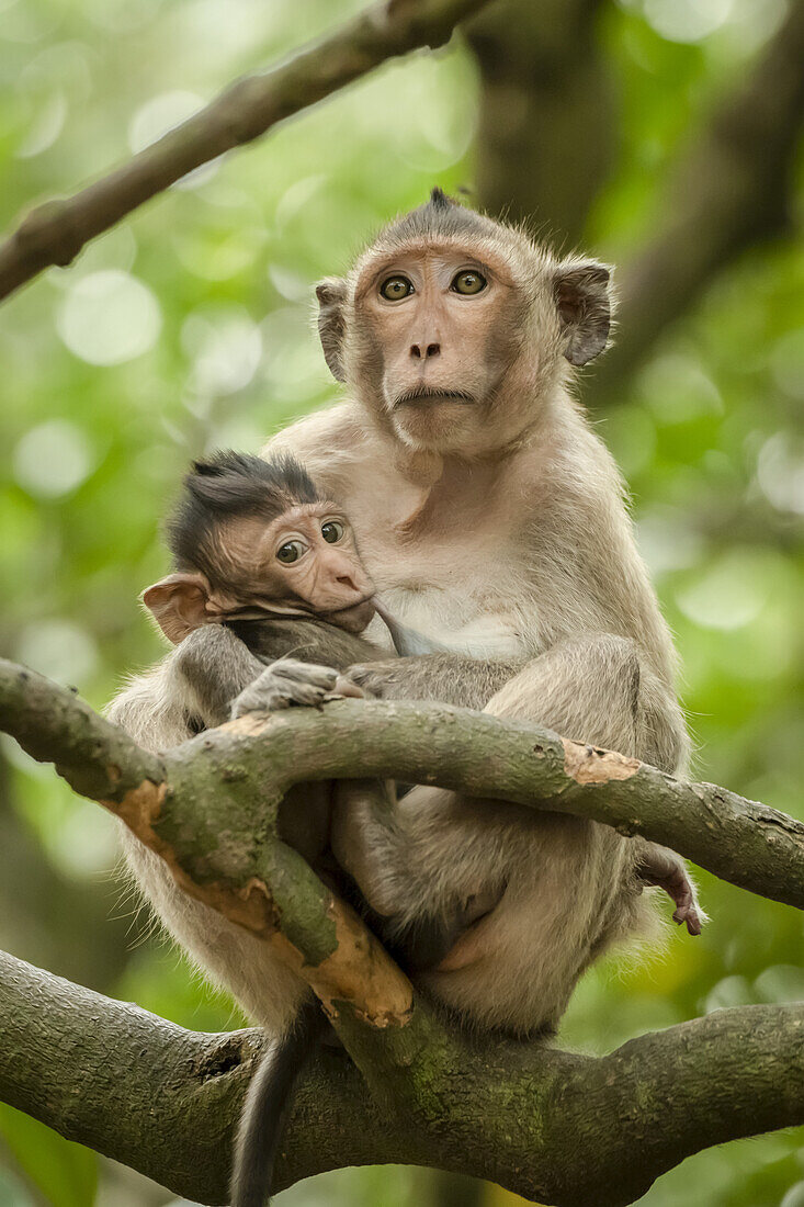 Langschwanzmakak (Macaca fascicularis) säugt Baby, das auf einem Ast sitzt; Can Gio, Ho Chi Minh, Vietnam.