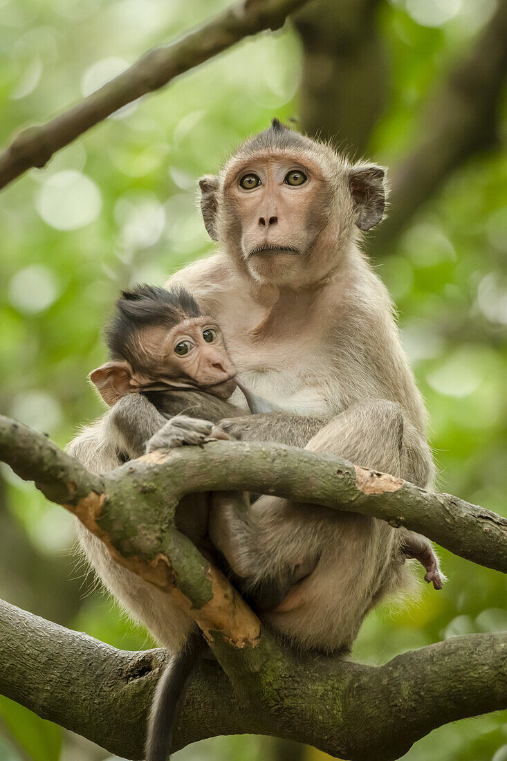 Long-tailed macaque nurses baby sitting on branch; Can Gio, Ho Chi Minh, Vietnam
