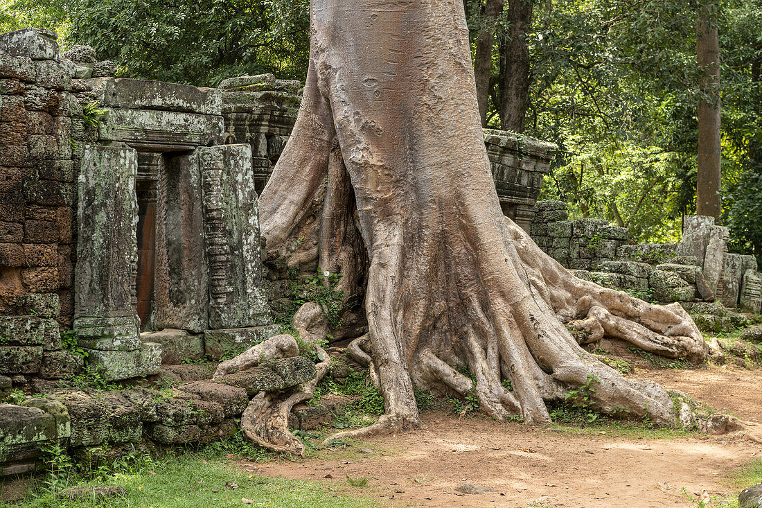 Tree growing beside doorway to stone temple, Banteay Kdei, Angkor Wat; Siem Reap, Siem Reap Province, Cambodia