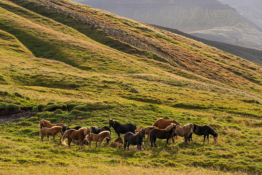 Islandpferde in der zerklüfteten Landschaft; Island
