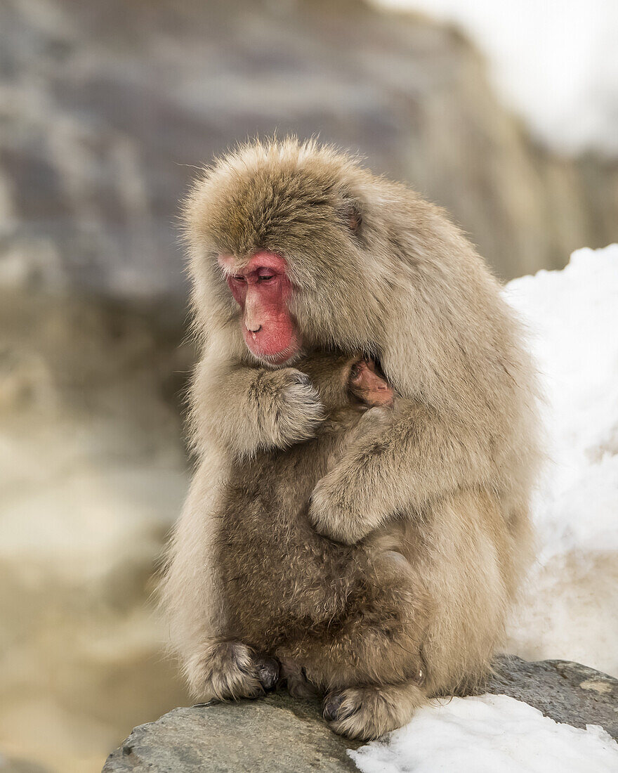 Snow Monkey (Macaca fuscata), also known as Japanese Macaque, holding it's baby in a loving embrace to help it keep warm; Nagano, Japan