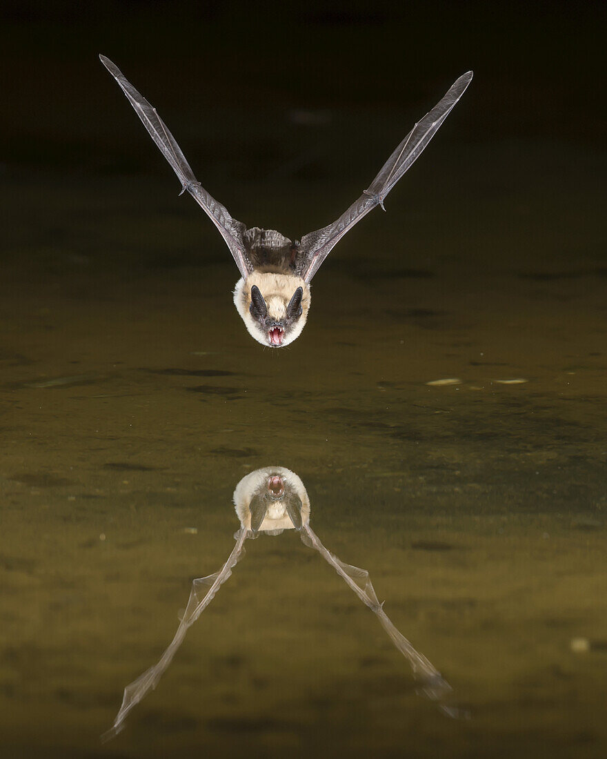 Fahlfledermaus (Antrozous pallidus) im Flug über Wasser mit Spiegelung in der Wasseroberfläche; Arizona, Vereinigte Staaten von Amerika