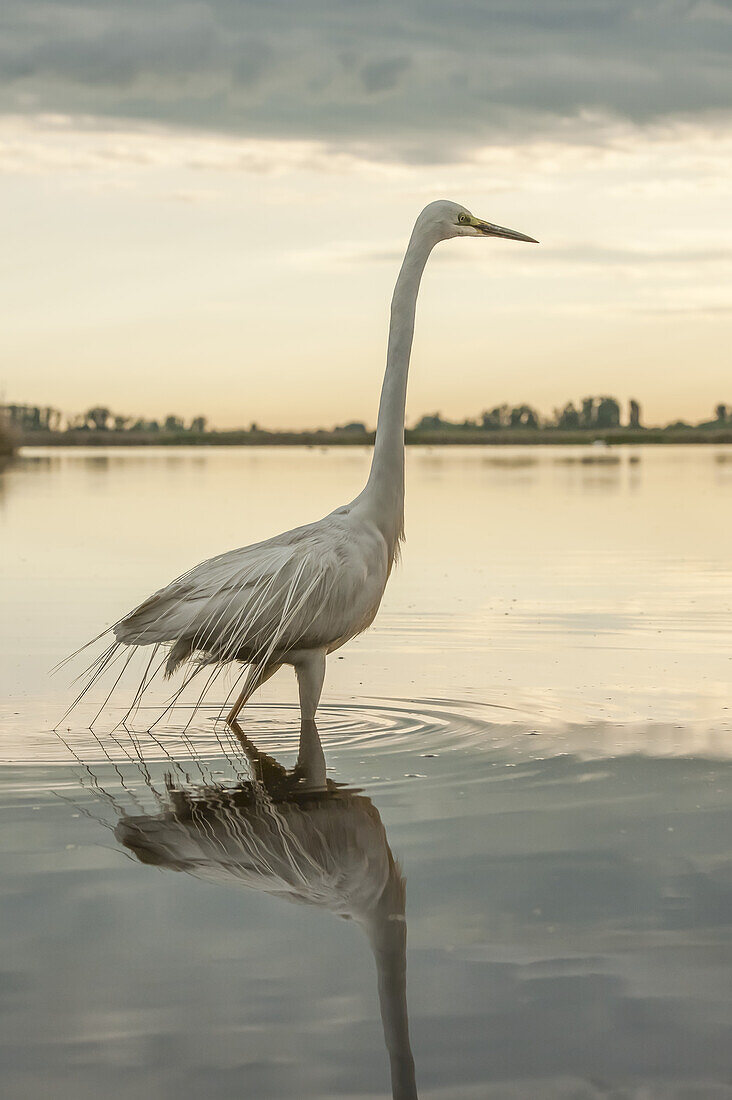 Great Egret (Ardea alba) wading in shallow water at sunset; Hungary