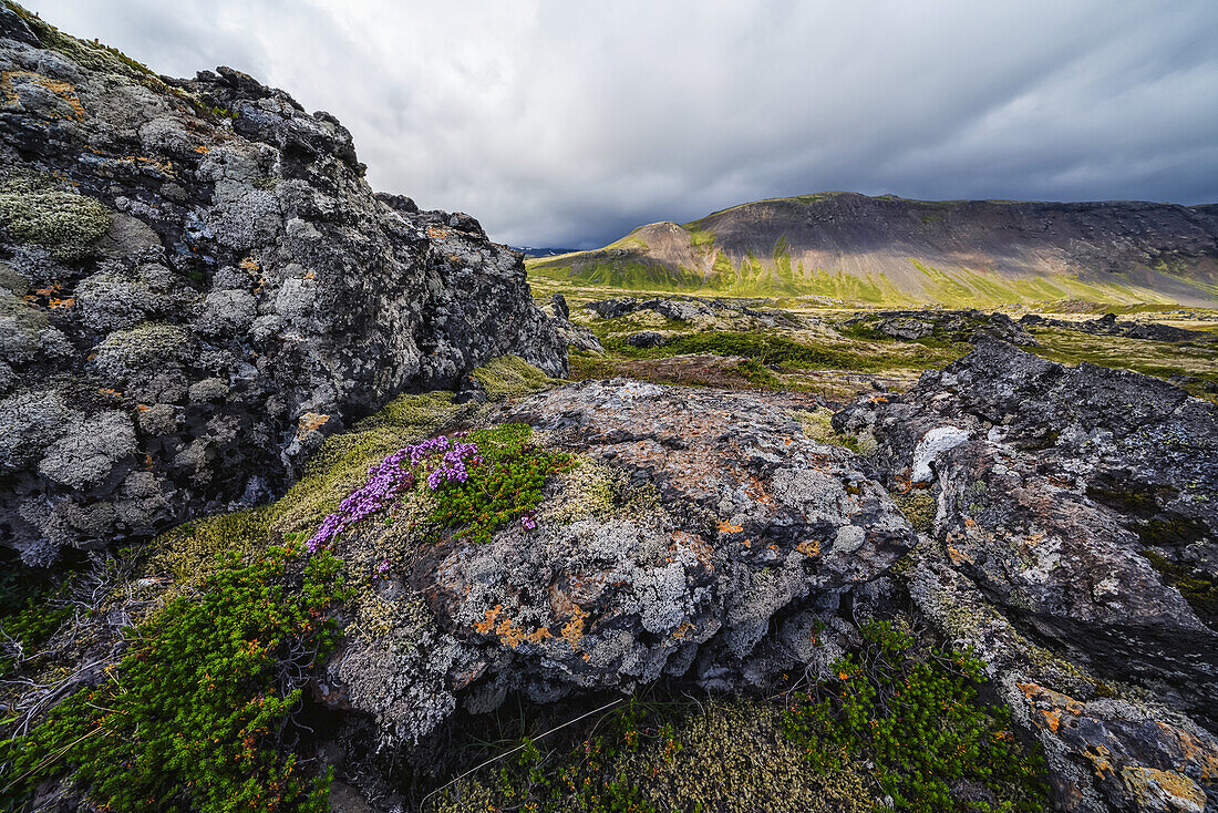 Moss covered lava fields with mountains in the distance on the Snaefellsness Peninsula; Iceland