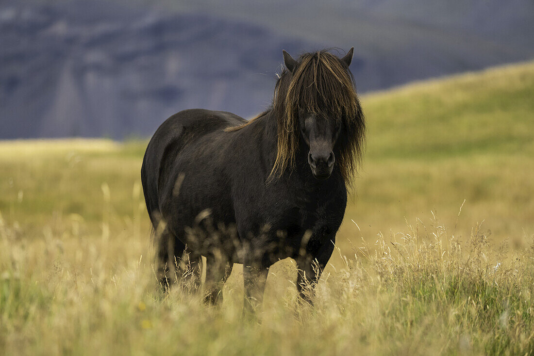 Islandpferd in der Naturlandschaft; Island