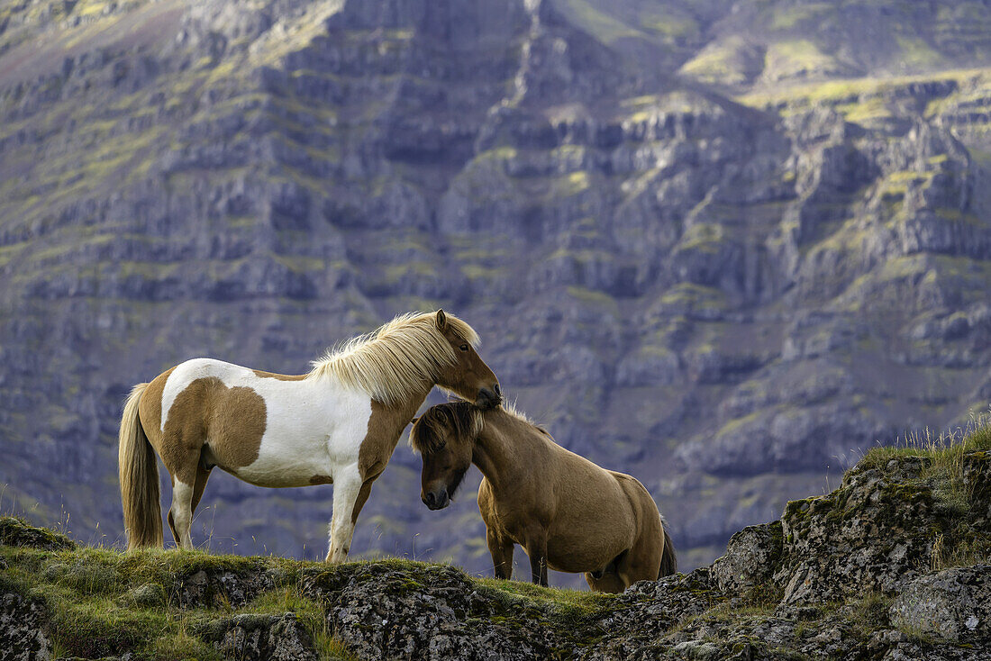 Icelandic horses in the natural landscape; Iceland