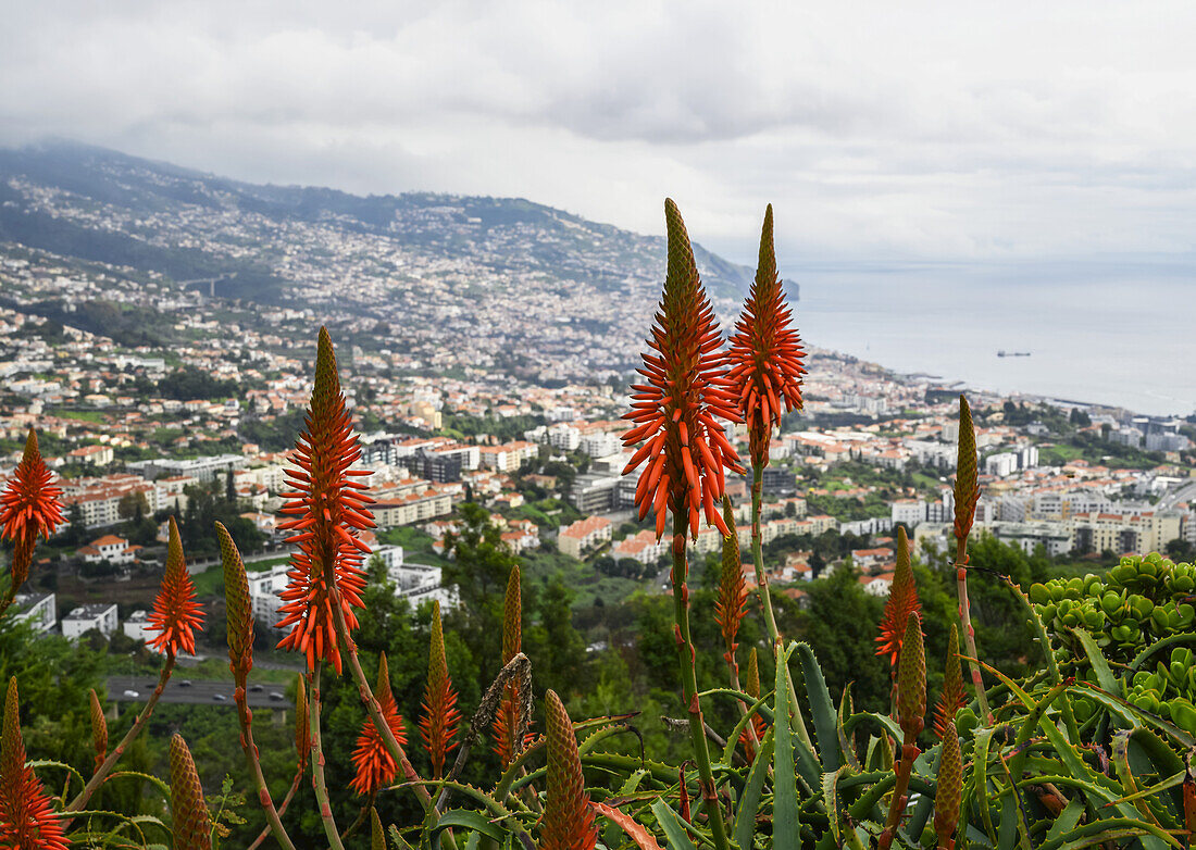 Rote Schürblumen (Kniphofia) über der Stadt Funchal und dem Hafen; Funchal, Madeira, Portugal.