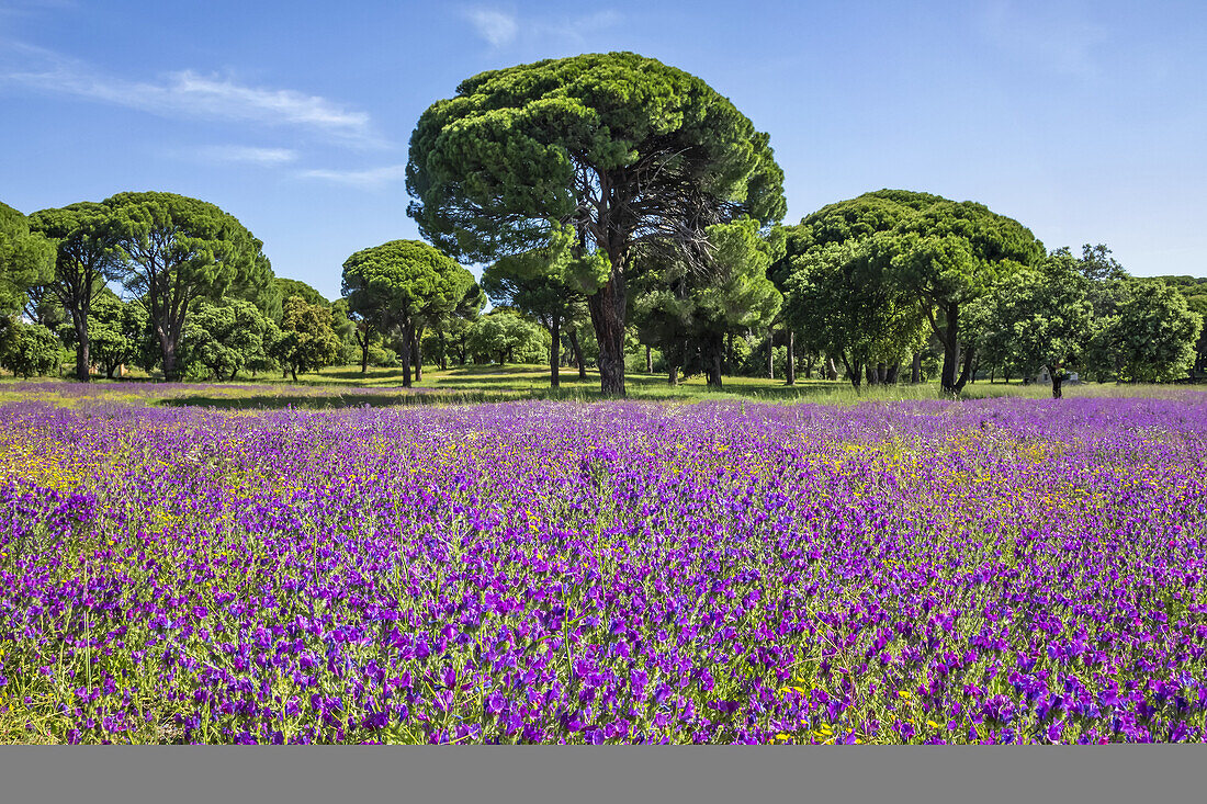 Lila Blumen auf einem Feld mit Bäumen und blauem Himmel im Hintergrund; Spanien.