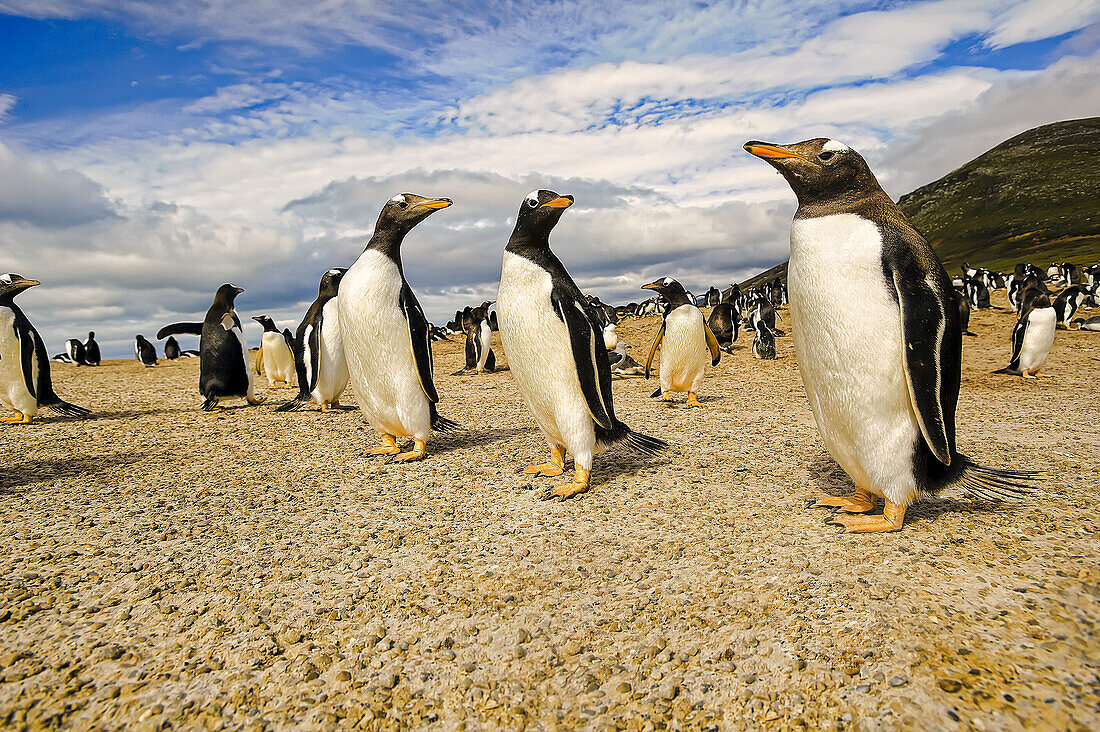 Gentoo penguins (Pygoscelis papua), The Neck; Saunder's Island, Faulkland Islands