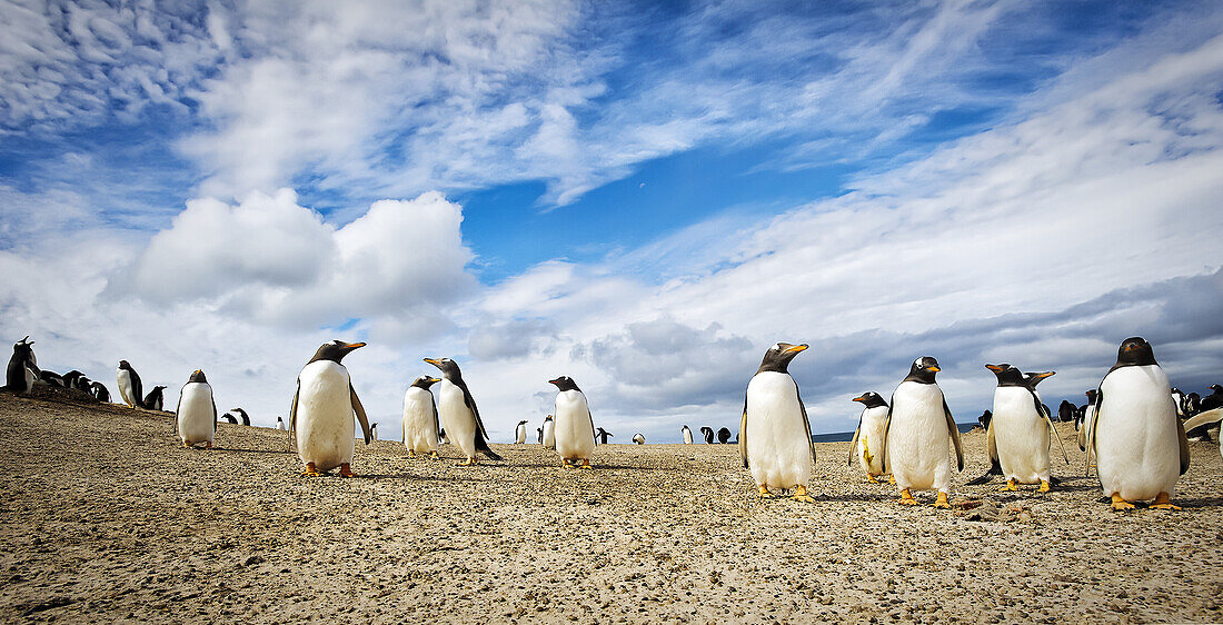 Gentoo penguins (Pygoscelis papua), The Neck; Saunder's Island, Faulkland Islands