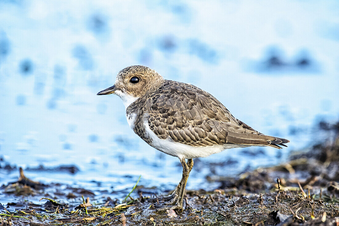 Two Banded Plover (Charadrius falklandicus); Bleaker Island, Falkland Islands