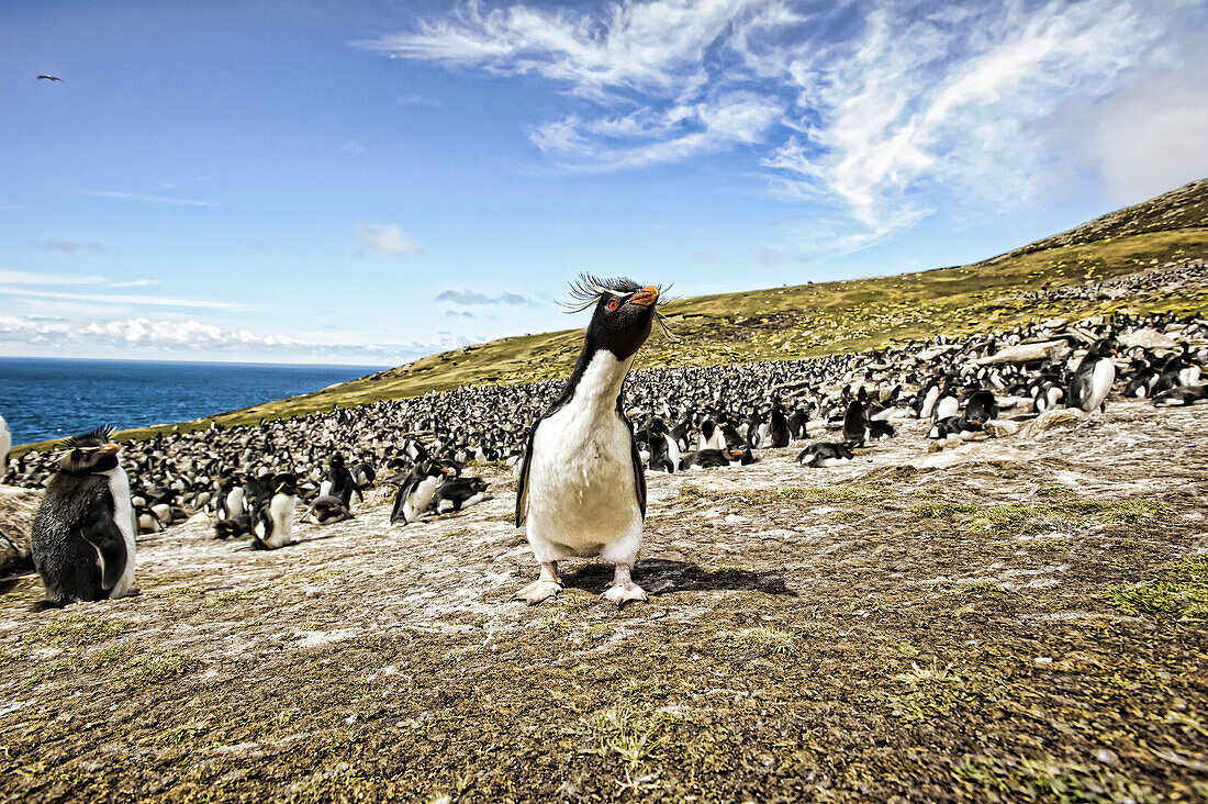 Felsenpinguine, die Krähenkolonie; Saunder's Island, Falklandinseln