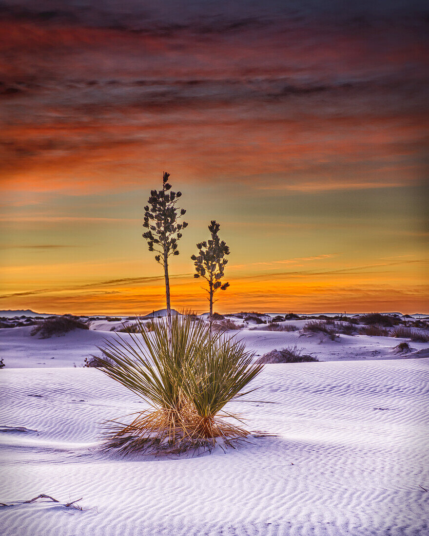 A Yucca plant growing in the white sand, White Sands National Monument; Alamogrodo, New Mexico, United States of America