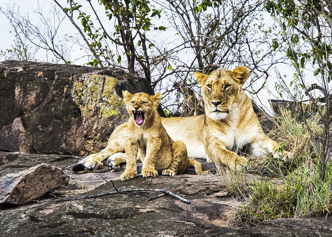 Löwin (Panthera leo) und Junges, Serengeti; Kenia