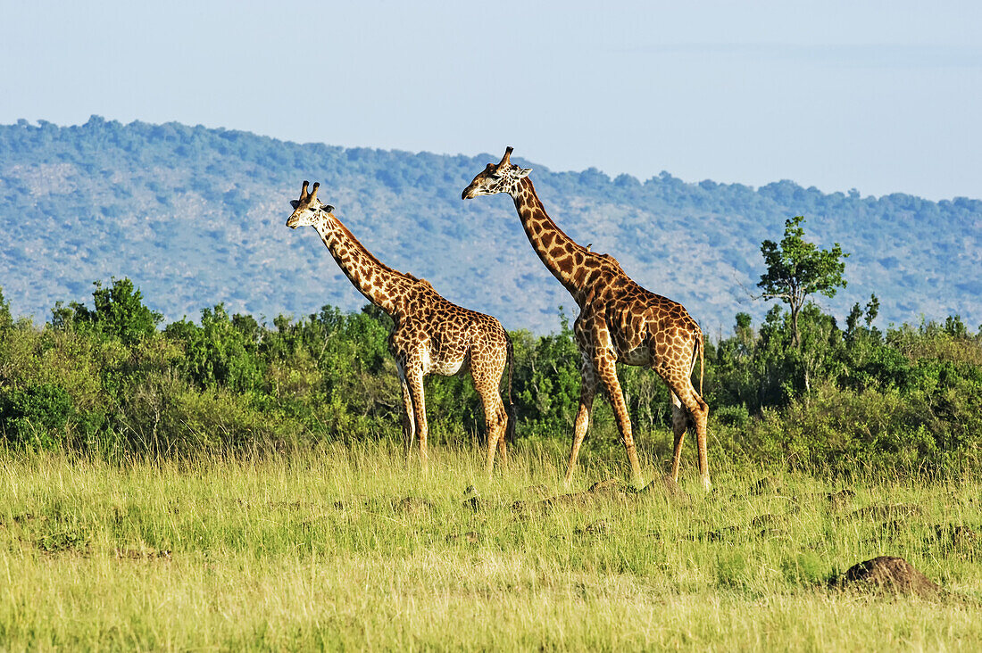 Zwei Giraffen (Giraffa) gehen auf Gras; Kenia.