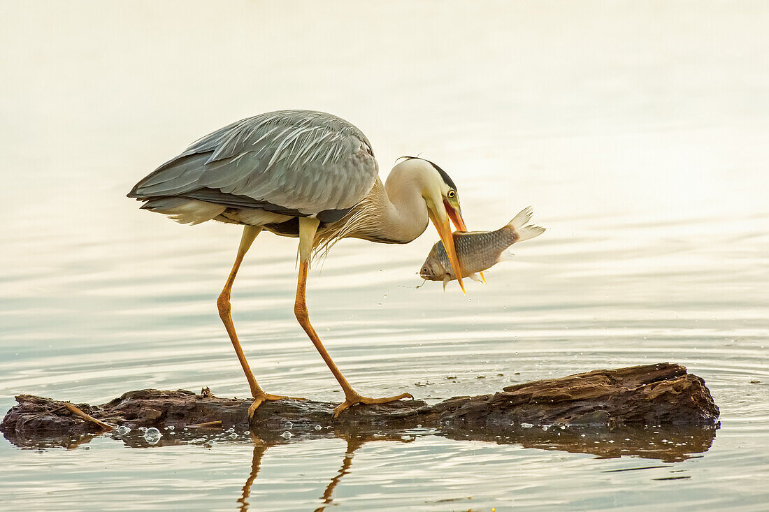 Reiher (Ardeidae) mit einem Fisch im Maul, Kiskunsag Nationalpark; Pusztaszer, Ungarn.