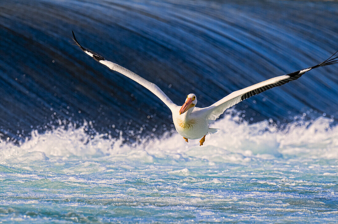 Pelikan (Pelecanidae) fliegt über das Wasser; Calgary, Alberta, Kanada.