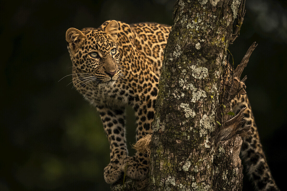 A leopard (Panthera pardus) stands in a tree that is covered in lichen. It has black spots on its brown fur coat and is turning it's head to look up, Maasai Mara National Reserve; Kenya