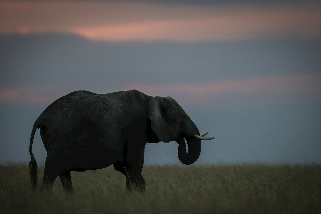 African bush elephant (Loxodonta africana) feeding itself grass at sunset, Maasai Mara National Reserve; Kenya