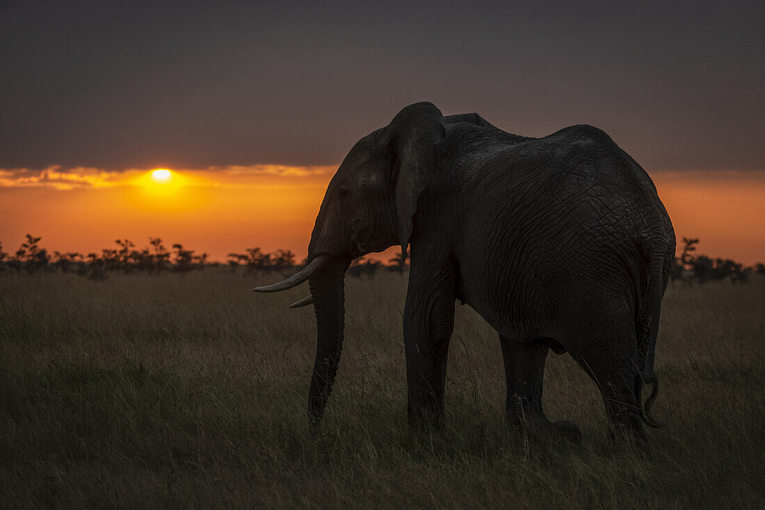Afrikanischer Buschelefant (Loxodonta africana) läuft bei Sonnenuntergang auf den Horizont zu, Maasai Mara Nationalreservat; Kenia.