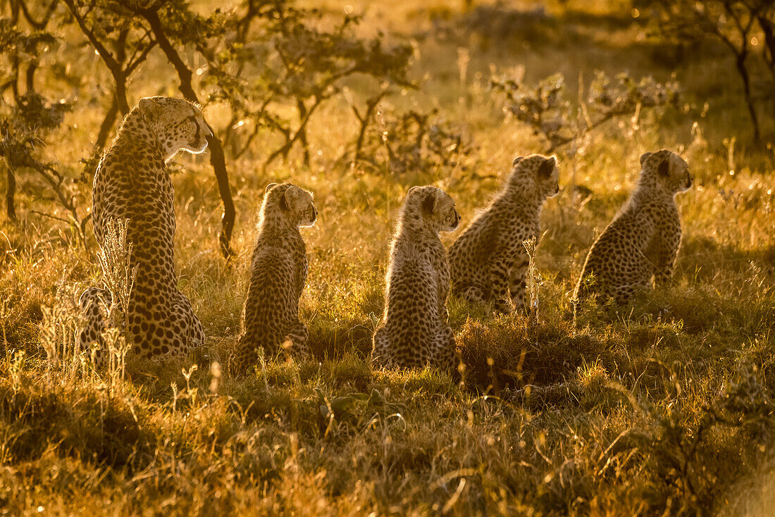 Gepard und drei Jungtiere im Gegenlicht bei Sonnenuntergang, Maasai Mara National Reserve; Kenia.