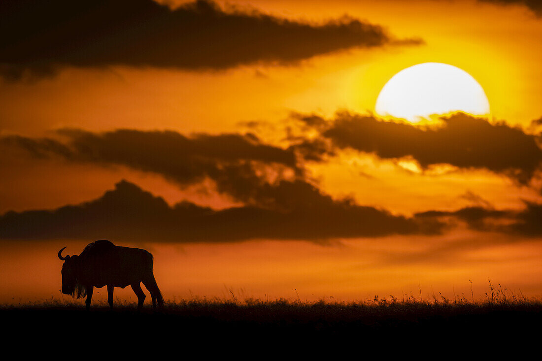 A blue wildebeest (Connochaetes taurinus) is silhouetted against the sky at sunset, Maasai Mara National Reserve; Kenya