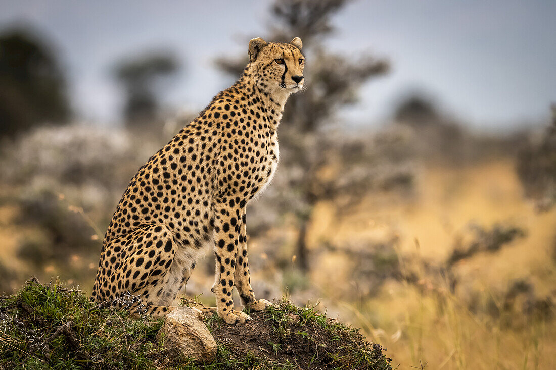 Cheetah (Acinonyx jubatus) sits on grassy mound among trees, Maasai Mara National Reserve; Kenya