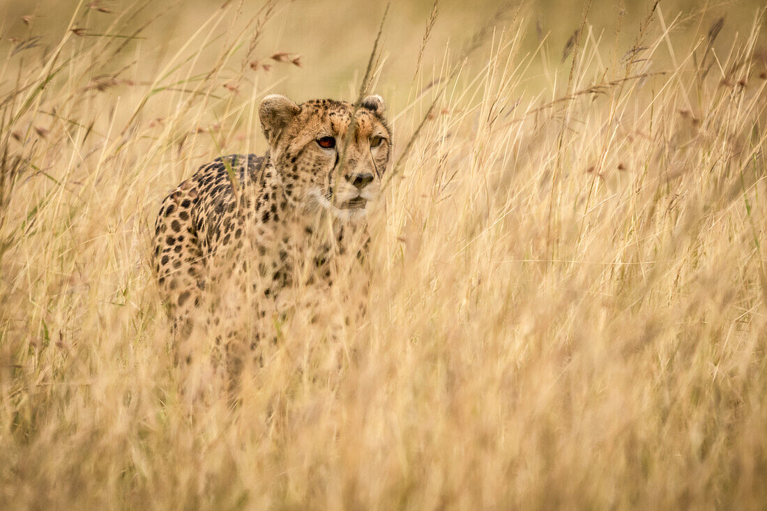 Gepard (Acinonyx jubatus) steht im langen Gras in der Savanne, Maasai Mara Nationalreservat; Kenia.