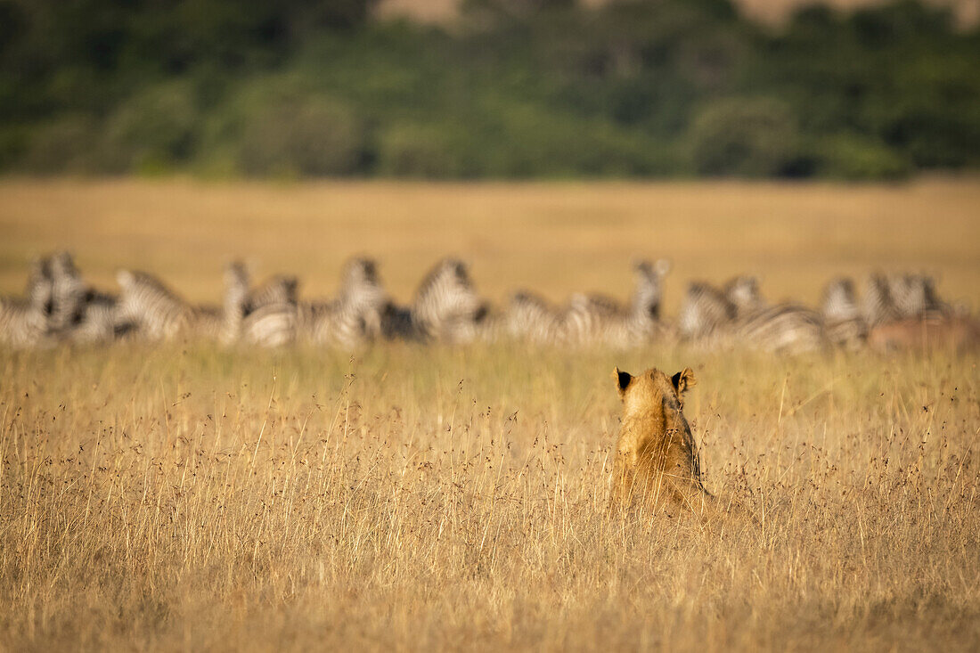 Lion (Panthera leo) sits in long grass watching zebra (Equus quagga), Maasai Mara National Reserve; Kenya