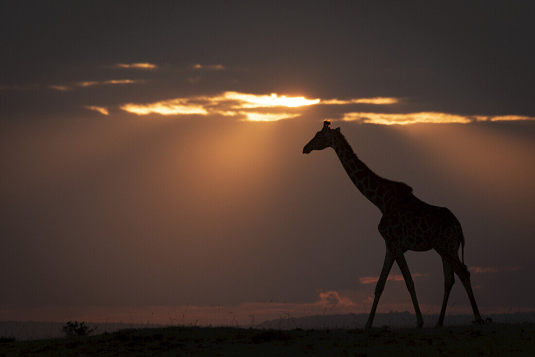 Masai giraffe (Giraffa camelopardalis tippelskirchii) walks along horizon at sundown, Maasai Mara National Reserve; Kenya