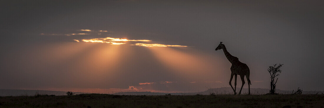 Masai-Giraffe (Giraffa camelopardalis tippelskirchii) läuft bei Sonnenuntergang am Horizont entlang, Maasai Mara National Reserve; Kenia.