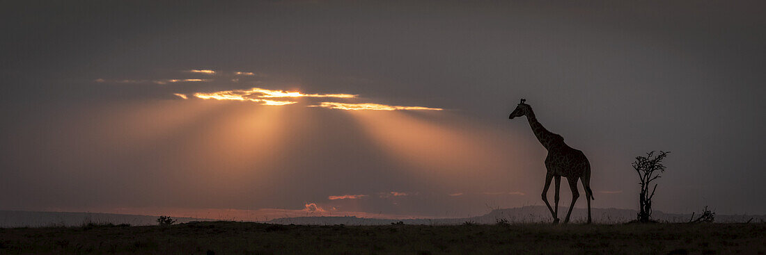 Masai giraffe (Giraffa camelopardalis tippelskirchii) walks along horizon at sundown, Maasai Mara National Reserve; Kenya