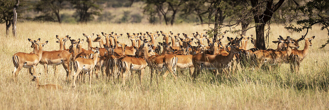 Panorama of female impala (Aepyceros melampus) standing in grass, Maasai Mara National Reserve; Kenya