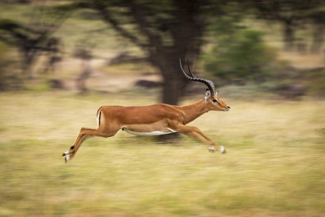 Langsamer Schwenk eines männlichen Impalas (Aepyceros melampus), der schnell läuft, Maasai Mara National Reserve; Kenia.