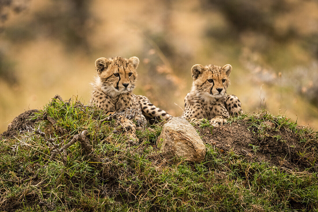 Zwei Gepardenjunge (Acinonyx jubatus) liegen auf einem Grashügel, Maasai Mara National Reserve; Kenia.
