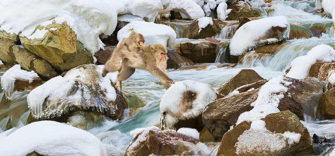 Snow monkeys (Macaca fuscata) at the park. Adult with young monkey riding on her back while jumping the creek; Nagano, Chubu Region, Japan