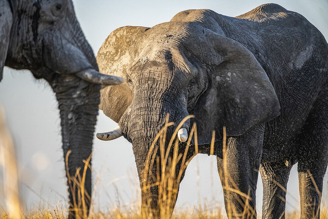 Elefanten nach dem Spielen im Schlamm bei Sonnenuntergang; Botswana.
